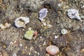 rocky seashore covered shells on Pattaya beach. Texture of marine shallow water, selective focus Royalty Free Stock Photo