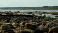 rocky shore of a forest river on a sunny day,