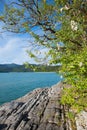 Rocky shore of lake Walchensee, blooming apple tree at springtime Royalty Free Stock Photo