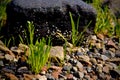 Rocky shore