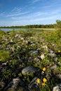 Rocky shoreline and correopsis