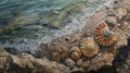 A rocky shoreline eroded away to reveal a layer of fossilized ocean creatures including prehistoric fish and ammonites