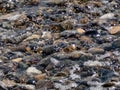 Rocky shoreline with tide flowing in and out over stones