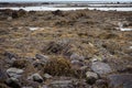 Rocky shores at Ytri Tunga Beach in Iceland, covered in seaweed and kelp during low tide Royalty Free Stock Photo