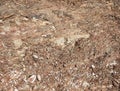 Rocky soil, stone crumb, rock formation, bright stones