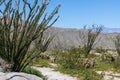 Rocky southern California desert landscape w ocotillo cactus tree in foreground Royalty Free Stock Photo