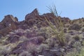 Rocky southern California desert landscape with ocotillo cactus tree in foreground Royalty Free Stock Photo