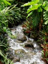 Rocky Stream Disappearing Into Jungle
