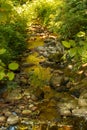 A rocky streambed with lush green vegetation Royalty Free Stock Photo