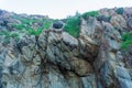 Rocky terrain with steep rough cliffs and scattered weeds. Mountain limestone rocks texture Royalty Free Stock Photo