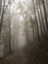 Trail in the foggy, misty forest in Bieszczady National Park, Poland, Europe