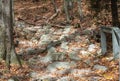 Rocky trail in woods in autumn