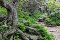 Rocky Trail to Craggy Gardens Asheville North Carolina