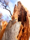 Rocky tree trunk