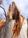 Rocky tree trunk