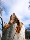 Rocky tree trunk