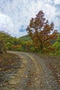 Rocky turning forest trail in the forests of Uttarakhand, India