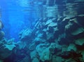 Rocky underwater rift between tectonic plates