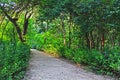 Rocky Walking Path Through a Wooded Area in Athens Greece Royalty Free Stock Photo