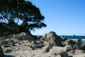 Rocky waters edge on base Mount Maunganui with silhouette of back-lit tree against blue sky