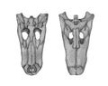 ÃÂ¡rocodile cranium bones. Hand drawing realistic illustration