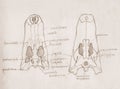 ÃÂ¡rocodile cranium. Hand drawing sketch illustration.