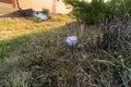 ÃÂ¡rocus flower grown in the spring in the garden Royalty Free Stock Photo