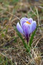 ÃÂ¡rocus flower grown in the spring in the garden Royalty Free Stock Photo