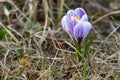 ÃÂ¡rocus flower grown in the spring in the garden Royalty Free Stock Photo