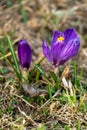 ÃÂ¡rocus flower grown in the spring in the garden Royalty Free Stock Photo