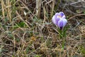 ÃÂ¡rocus flower grown in the spring in the garden Royalty Free Stock Photo