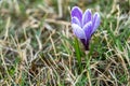 ÃÂ¡rocus flower grown in the spring in the garden Royalty Free Stock Photo