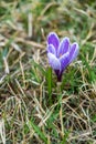 ÃÂ¡rocus flower grown in the spring in the garden Royalty Free Stock Photo