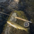 Rod and Beautiful brook trout caught during fly fishing. Royalty Free Stock Photo