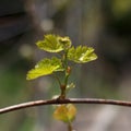 Rod branch with small growing leaves