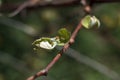 Rod branch with small leaves