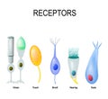 Rod and cone cells, Meissner`s corpuscle, Olfactory receptor, ha