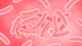 Rod shaped bacteria Lactobacillus Casei Shirota illustration