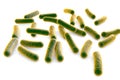 Rod-shaped bacteria illustration