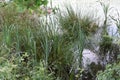 Reed belt at Rodder Maar Royalty Free Stock Photo