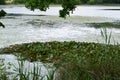 Rodder Maar, water lily area Royalty Free Stock Photo