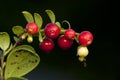 Rode bosbes, Cowberry, Vaccinium vitis-idaea