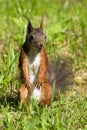 Rode eekhoorn, Red Squirrel, Sciurus vulgaris