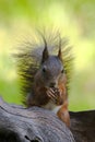 Rode eekhoorn, Red Squirrel, Sciurus vulgaris