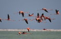 Rode Flamingo, American Flamingo, Phoenicopterus ruber