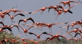 Rode Flamingo, American Flamingo, Phoenicopterus ruber