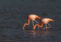 Rode Flamingo, American Flamingo, Phoenicopterus ruber