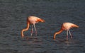 Rode Flamingo, American Flamingo, Phoenicopterus ruber