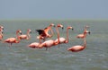 Rode Flamingo, American Flamingo, Phoenicopterus ruber