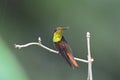 Rode Kolibrie, Ruby topaz Hummingbird, Chrysolampis mosquitus Royalty Free Stock Photo